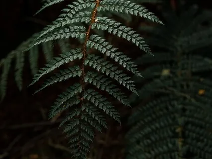 The Wise, Healing Forest