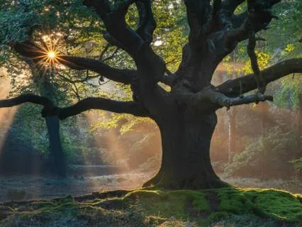 The Wise Oak: A Visual Journey To Release Fear & Anxiety