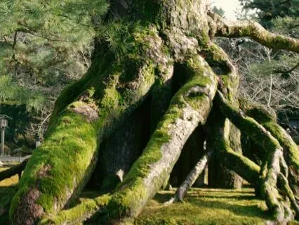 The Wise Tree: A Taoist Reflection For Self-Worth And Calm