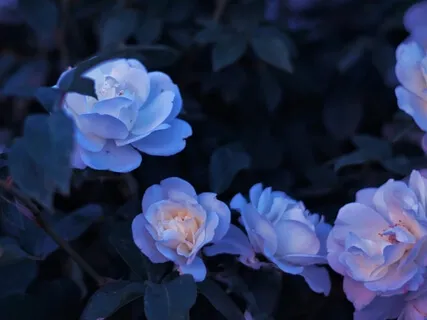 The Witch, The Waxing Moon And The Night Garden