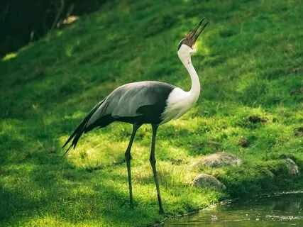 The Wolf And The Crane