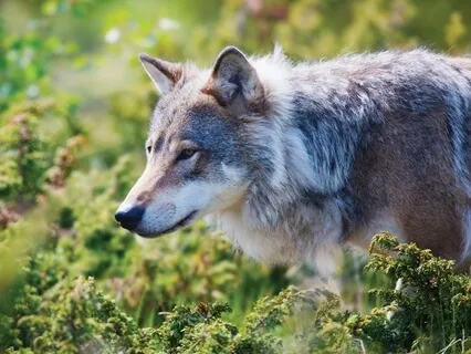 The Wolf And The Lamb