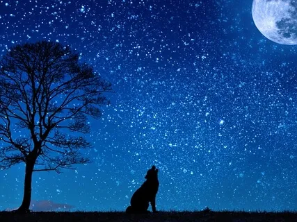 Embody The Power Of The Wolf 