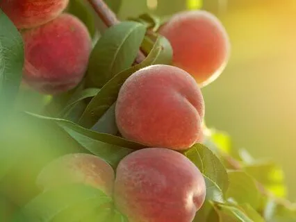 The Womb Of Woman :: Reality Of Motherhood Series