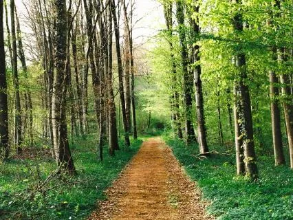 The Wonder Walk