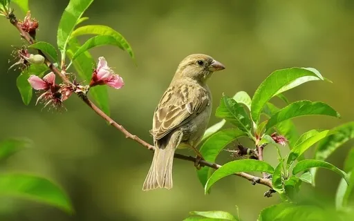 The Wonderful Bird - Romanian Fairytales
