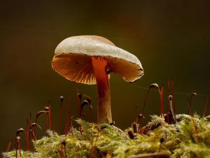 The Wood Wide Web: A Forest's Lesson On Pleasure And Safety
