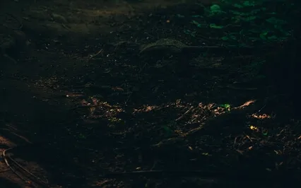 The Woodland Fairies | Bedtime Story To Fall Asleep Fast