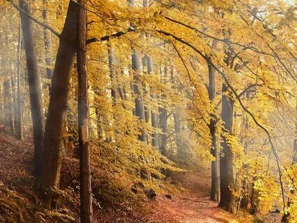 The Woods In Autumn By Lucy Maud Montgomery