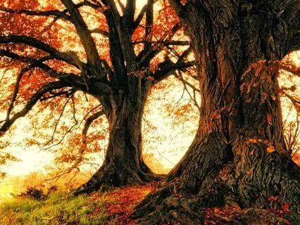 The Worry Wart Part Transmutation