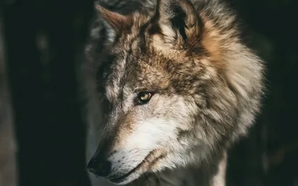 The Wound Is  A Wild Place