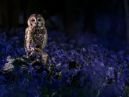 The Writer, The Wizard And The Owl