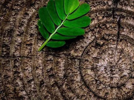 The Year Of The Snake 2025