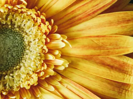 The Yoga Sutras Of Patanjali 17-22: Levels Of Absorption 