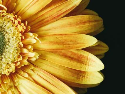 The Yoga Sutras Of Patanjali 2.21-27