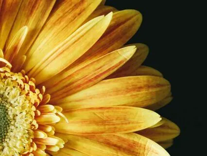 The Yoga Sutras Of Patanjali 2.28-31