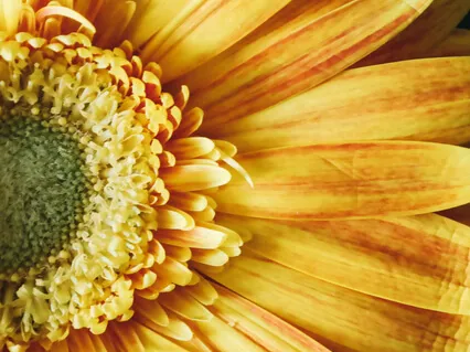 The Yoga Sutras Of Patanjali 23-29