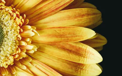 The Yoga Sutras Of Patanjali - Intro 