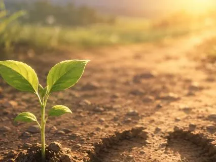 The Zen Farmer