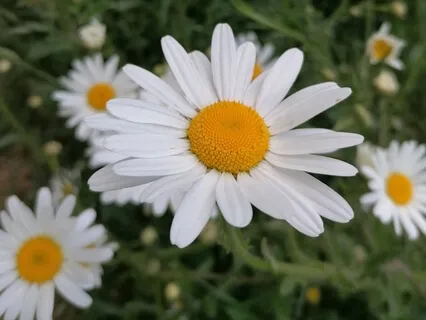 The Zoom Sessions No 10: Saturday Meditation Drop In 30th May 2020