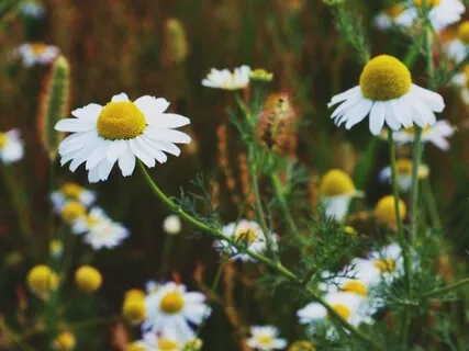 The Zoom Sessions No 16: Saturday Meditation Drop In 4th July 2020