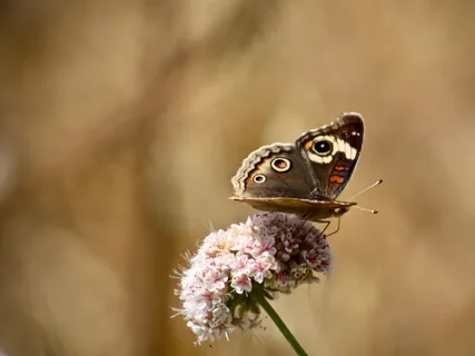 The Zoom Sessions No 9: Saturday Meditation Drop In 23rd May 2020