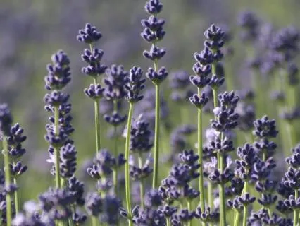 Therapeutic Music for Relaxation