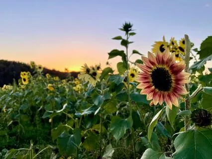 Therapeutic Scripture Meditation & Prayer: Lamentations 3