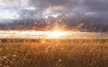 There Is A Field