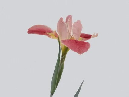 There Is No 'I' - Finding Freedom In The Void