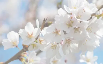 There's A Middle Man Involved