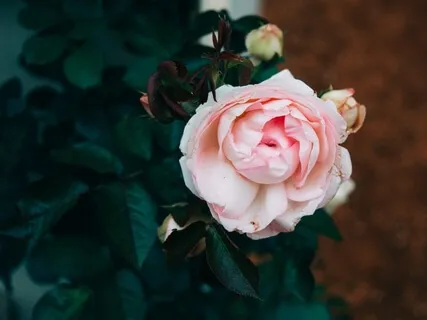 There's Greater Purpose