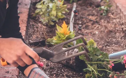 There's Help In The Dirt