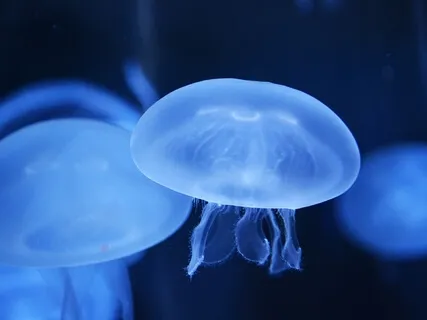 Theta Binaural Beat - Encouraging Creativity