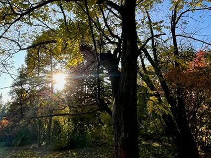 Theta Binaural Beat - Meditation, Relaxation And REM Sleep