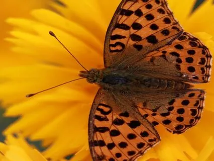 Theta Healing: Connect To Our True Nature