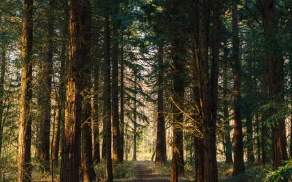 Theta Healing Forest Meditation