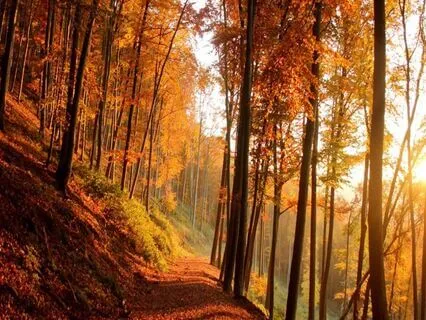 Theta Healing Meditation For An Open Heart