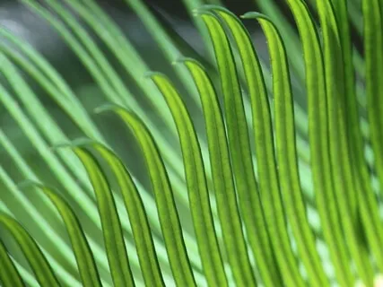 Theta Natural Binaural Waves