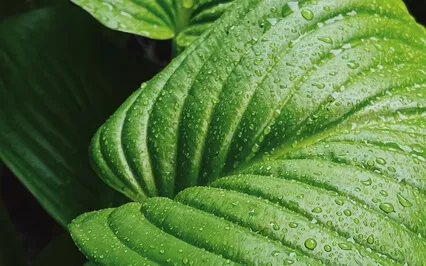 Theta Waves Blessing