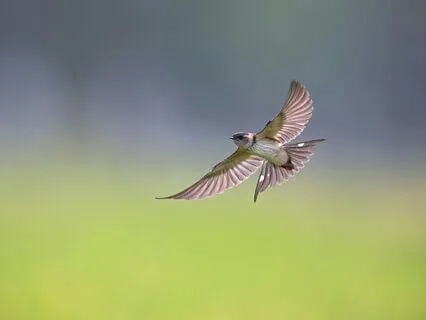 Theta Waves: Meditation Music Harmony