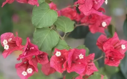 ThetaHealing Meditation For Inner Peace And Gratitude