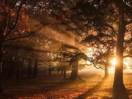 Thinking As A Contemplative Process