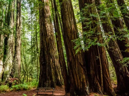 Thinking Of The Trees