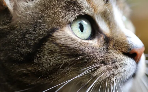 Third Eye Activation 852Hz (Alchemy Crystal Singing Bowls)