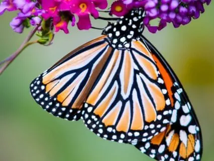 Third Eye Activation Meditation: Happy, Healthy, Wealthy