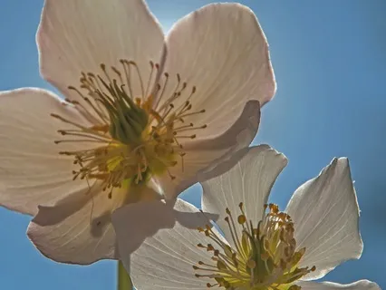 Third Eye Activation