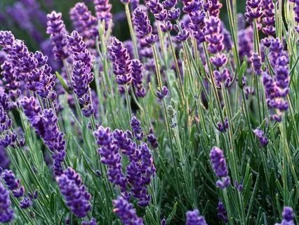 Third Eye Chakra Affirmations (No Music And No Intro)