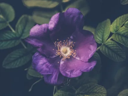 Third Eye Chakra - Heal, Open & Align