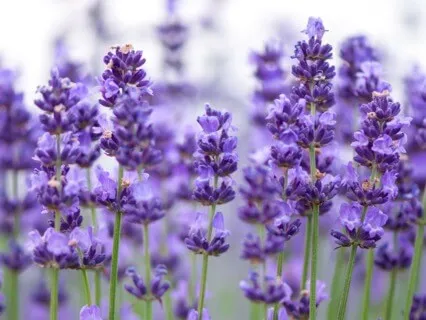 Third Eye Chakra Healing EFT Tapping Meditation